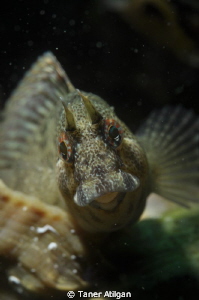 aggressive blenny in the shell by Taner Atilgan 